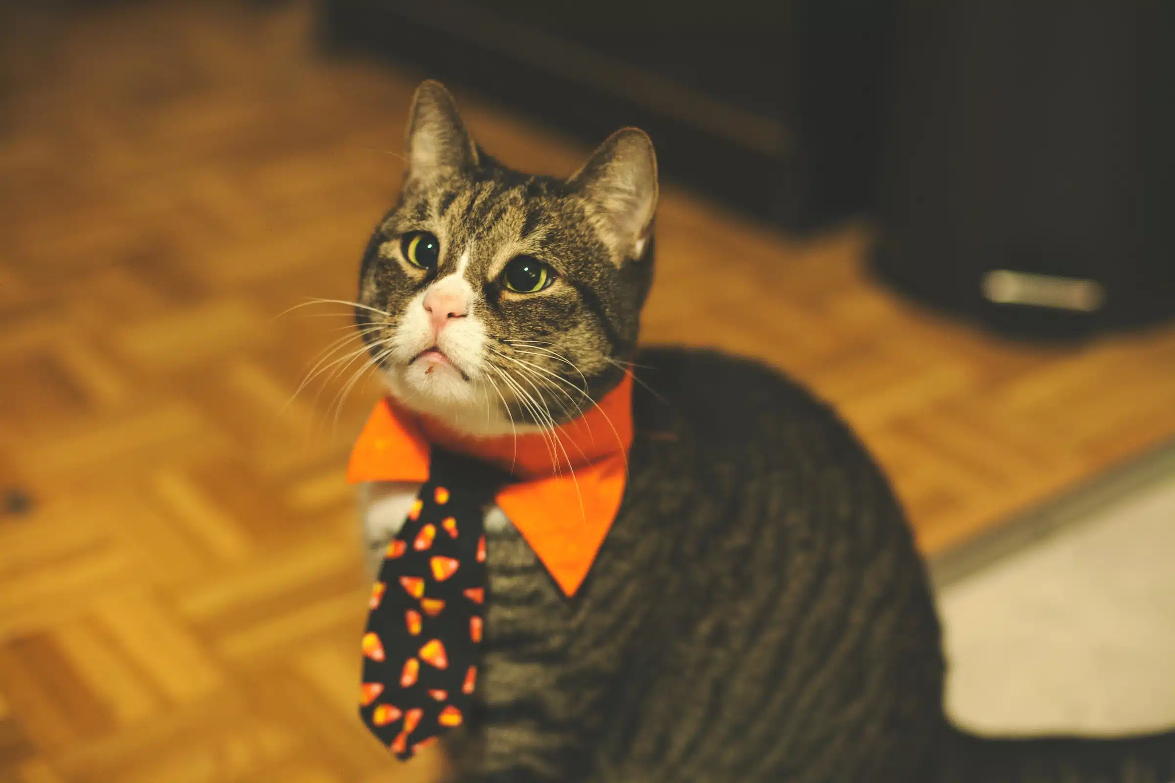 kot z halloweenowym krawatem
