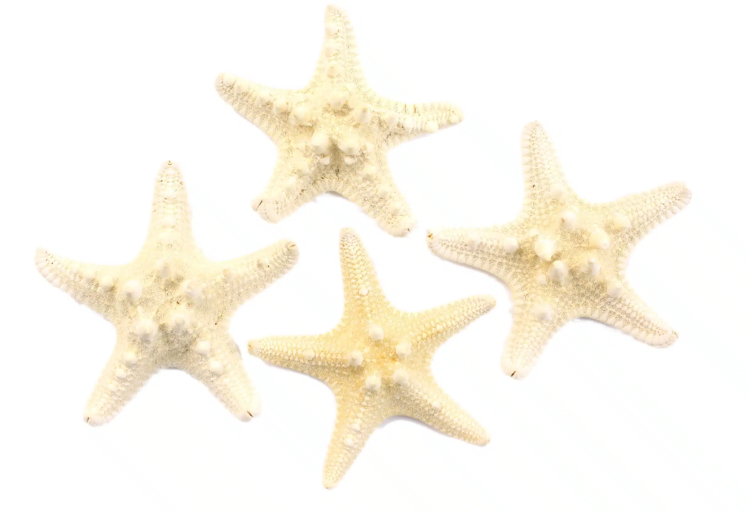 Rozgwiazdy guzowate muszle 7-10cm 4 szt.