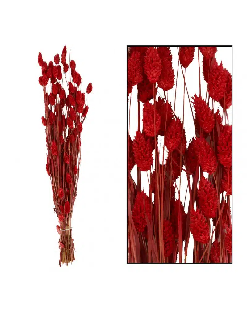 Susz trawy Phalaris mozga kanadyjska czerwona